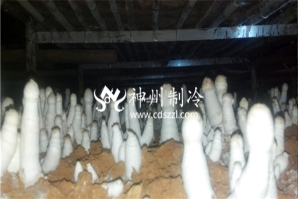冷库建设全流程技术解析